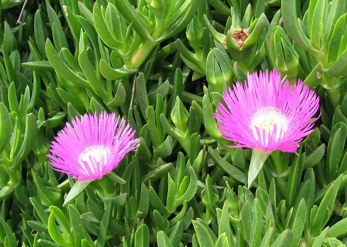 Mala Casa vacanze Zavala