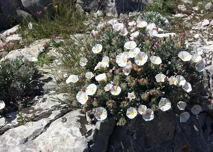 Dom wakacyjny Mala *