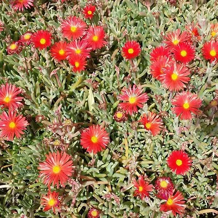 Mala Сasa de vacaciones