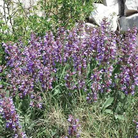 Σπίτι διακοπών Mala